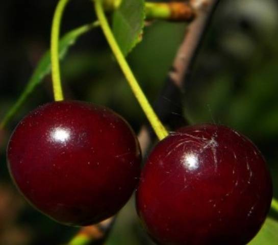 Cherry Garland