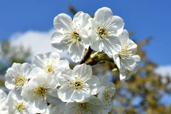 Cherry Gift for teachers