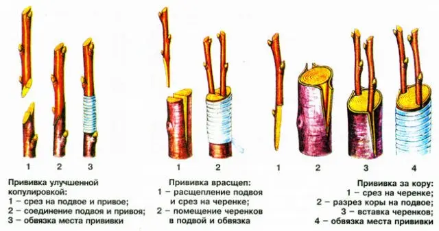 Cherry grafting for beginners: in spring and summer, what to graft, video