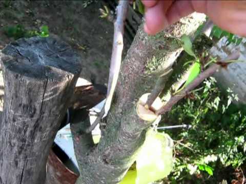 Cherry grafting for beginners: in spring and summer, what to graft, video