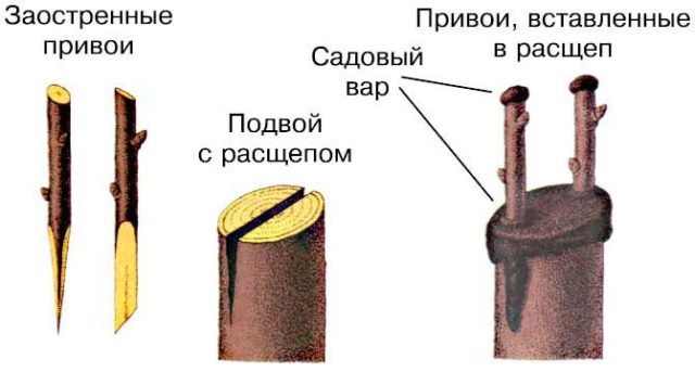 Cherry grafting for beginners: in spring and summer, what to graft, video