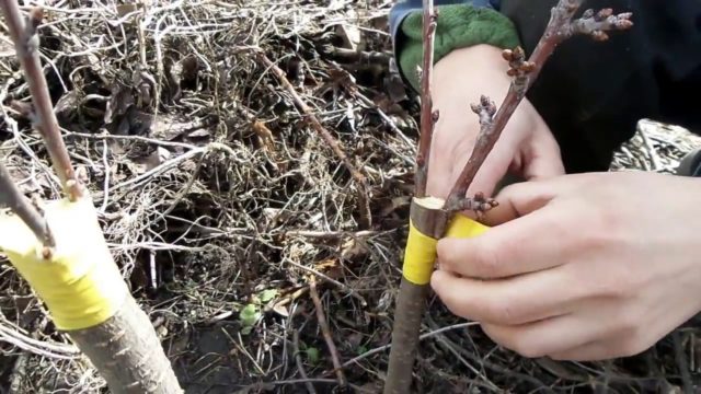 Cherry grafting for beginners: in spring and summer, what to graft, video