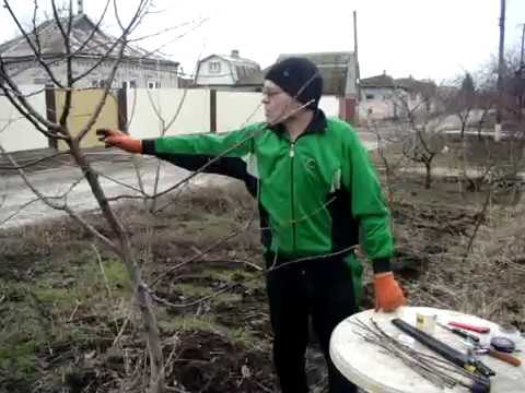 Cherry grafting for beginners: in spring and summer, what to graft, video