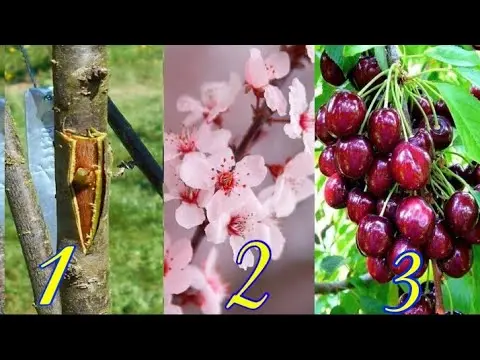 Cherry grafting in spring: video, scheme and timing