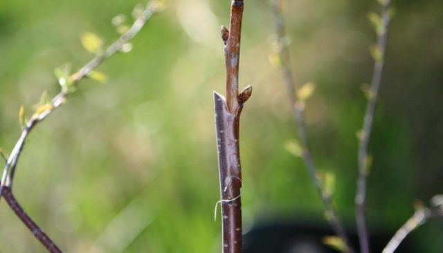 Cherry grafting: summer, spring