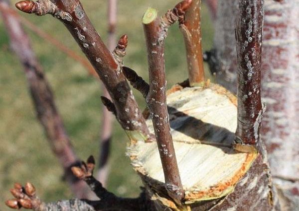 Cherry grafting: summer, spring