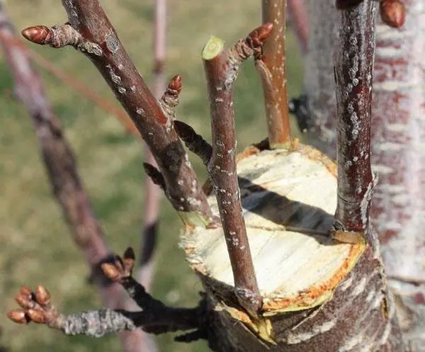 Cherry grafting: summer, spring