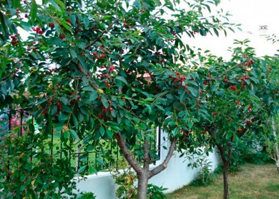 Cherry Griot Moscow: characteristics and description of the variety, pollinators, photo in bloom