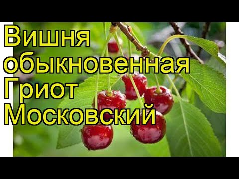 Cherry Griot Moscow: characteristics and description of the variety, pollinators, photo in bloom