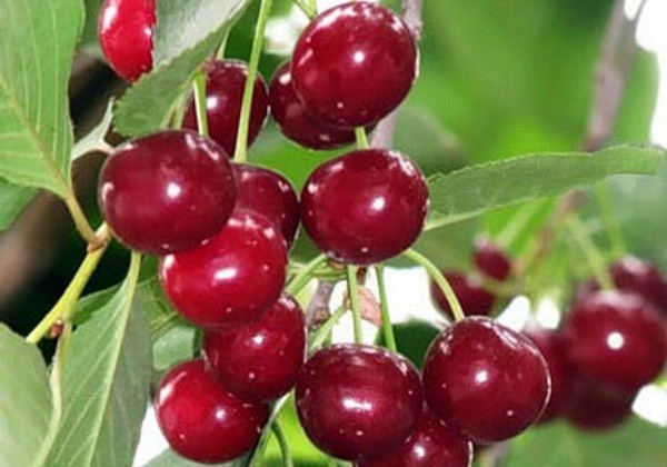 Cherry Griot Moscow: characteristics and description of the variety, pollinators, photo in bloom