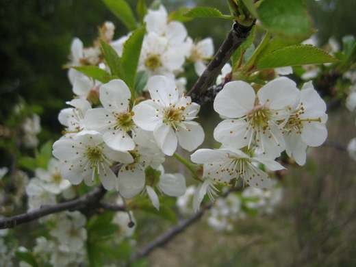 Cherry Griot Moscow: characteristics and description of the variety, pollinators, photo in bloom