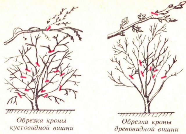 Cherry Griot Moscow: characteristics and description of the variety, pollinators, photo in bloom