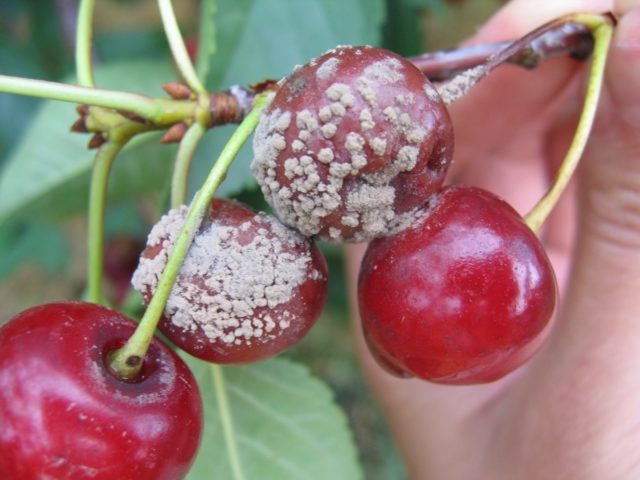 Cherry Griot Moscow: characteristics and description of the variety, pollinators, photo in bloom