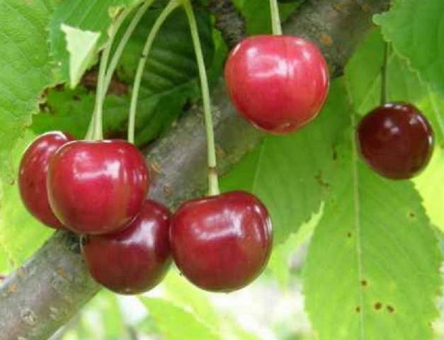 Cherry Gronkovaya