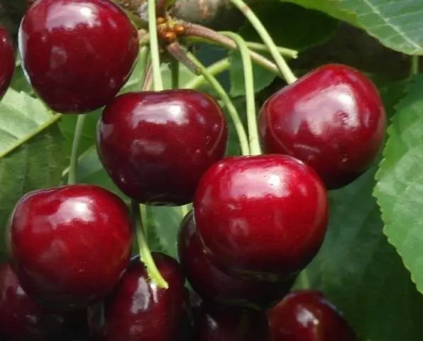 Cherry Gronkovaya