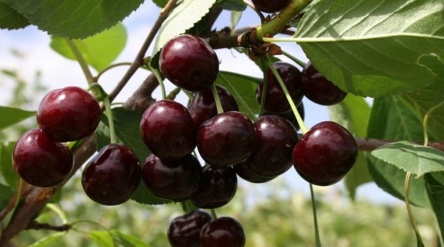 Cherry Hutoryanka: variety description, photos, reviews, pollinators