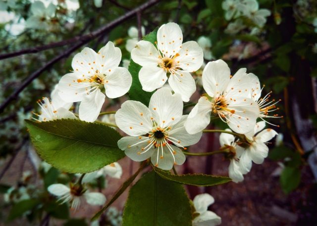 Cherry Hutoryanka: variety description, photos, reviews, pollinators