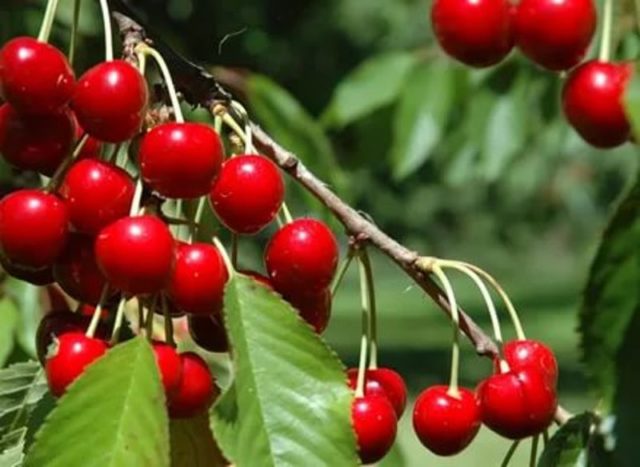 Cherry Igritskaya: variety description, photos, reviews, pollinators