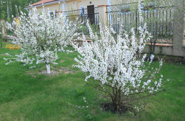 Cherry Igritskaya: variety description, photos, reviews, pollinators