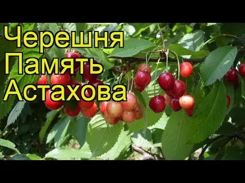 Cherry in memory of Astakhov