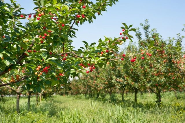 Cherry in memory of Astakhov