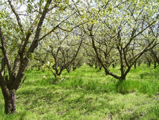 Cherry in memory of Astakhov