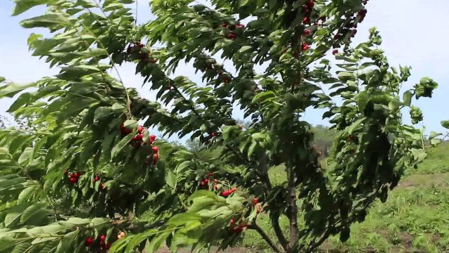 Cherry in memory of Astakhov