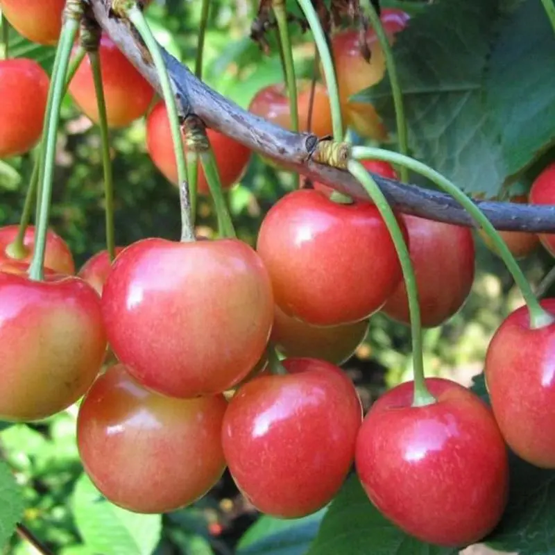 Cherry in memory of Astakhov