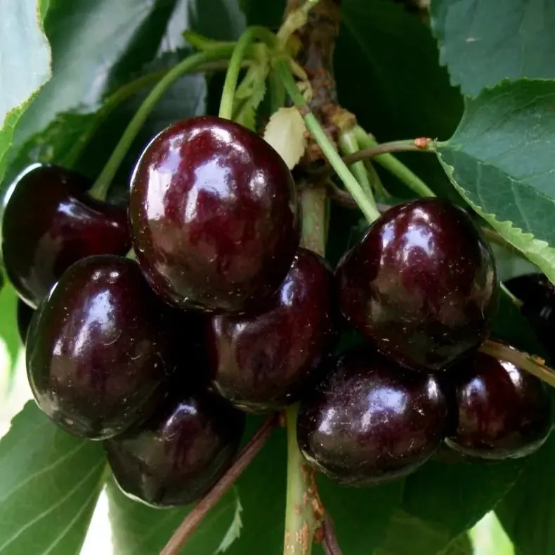 Cherry Iput