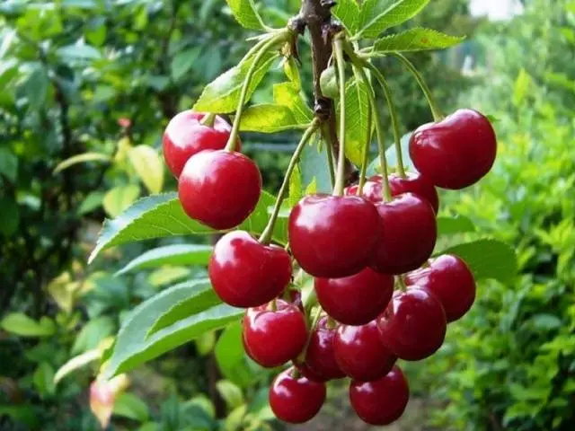 Cherry jelly for the winter with and without seeds