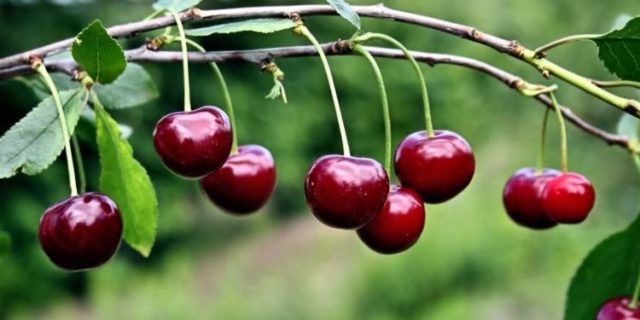 Cherry juice: benefits, is it possible during pregnancy, simple recipes