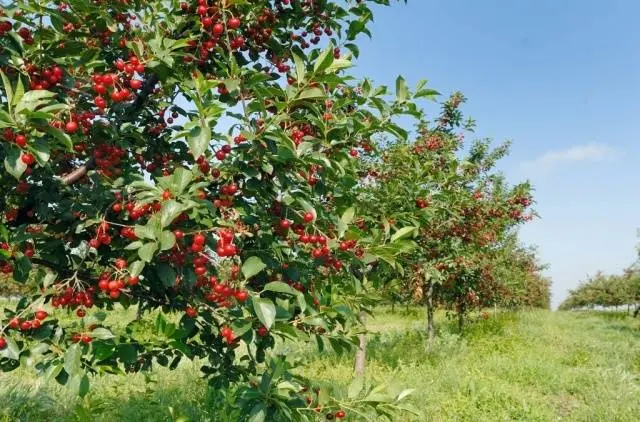 Cherry Kharitonovskaya