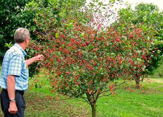 Cherry Kharitonovskaya