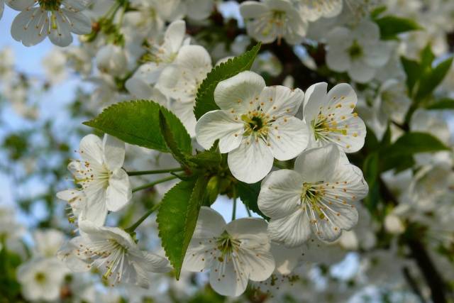 Cherry Kharitonovskaya