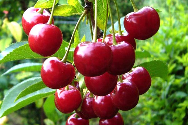 Cherry meeting: description and features of the variety