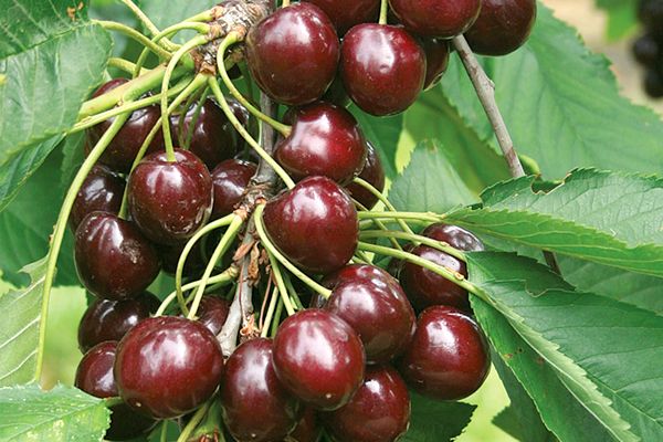 Cherry meeting: description and features of the variety