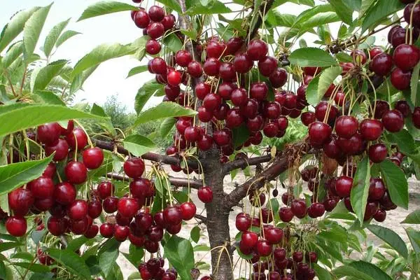 Cherry meeting: description and features of the variety