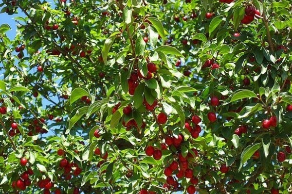 Cherry meeting: description and features of the variety