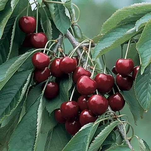 Cherry Michurinskaya