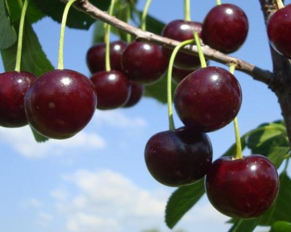 Cherry moniliosis disease: how to treat, photos, causes of infection, processing rules