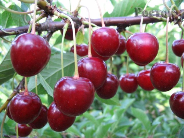 Cherry moniliosis disease: how to treat, photos, causes of infection, processing rules