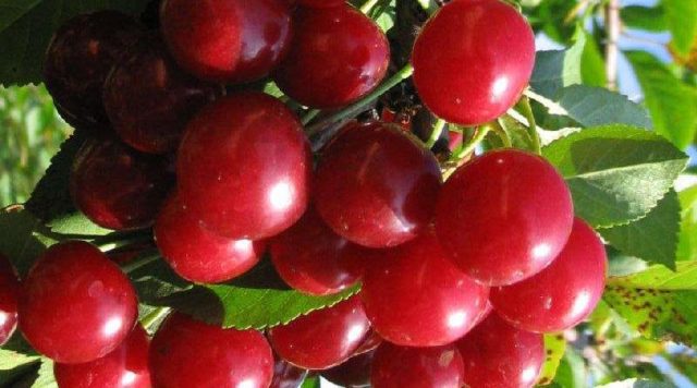 Cherry moniliosis disease: how to treat, photos, causes of infection, processing rules