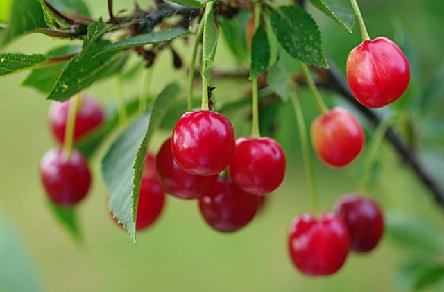 Cherry moniliosis disease: how to treat, photos, causes of infection, processing rules