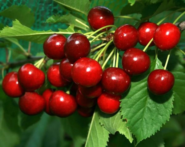 Cherry moniliosis disease: how to treat, photos, causes of infection, processing rules