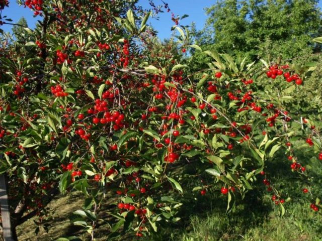 Cherry Morel (Amorel) Bryansk: description of varieties, photos, reviews