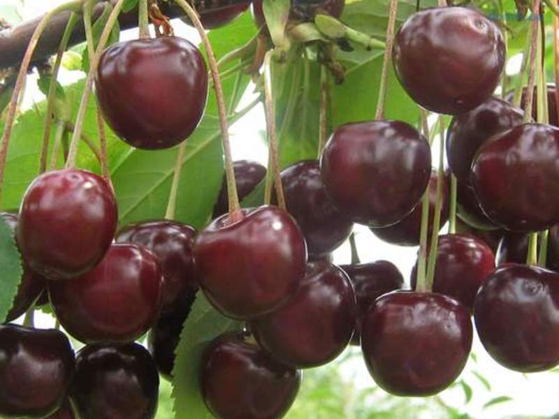 Cherry Morozovka: variety description with photo and video