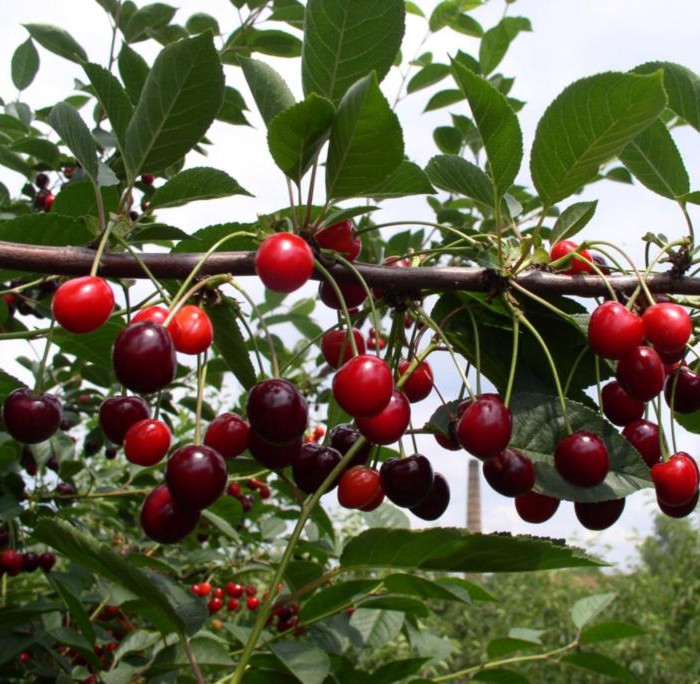 Cherry Morozovka: variety description with photo and video