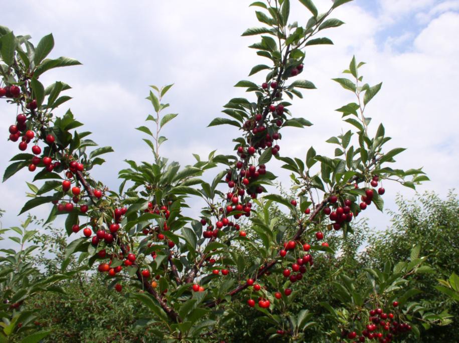 Cherry Morozovka: variety description with photo and video