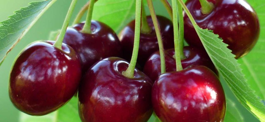 Cherry Morozovka: variety description with photo and video