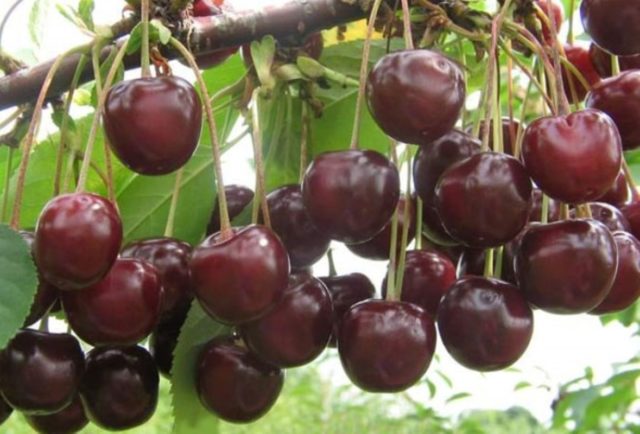 Cherry Nord Star (Nordstar) Star of the North: characteristics and description of the variety, pollinators